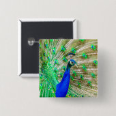 Badge Carré 5 Cm Peacock Plumage (Devant & derrière)