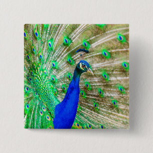 Badge Carré 5 Cm Peacock Plumage