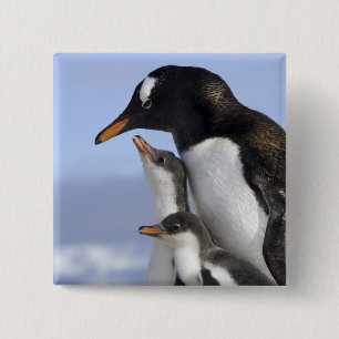 Badge Carré 5 Cm Péninsule Antarctique, Neko Harbour, Gentoo