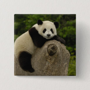 Badge Carré 5 Cm Petit panda géant