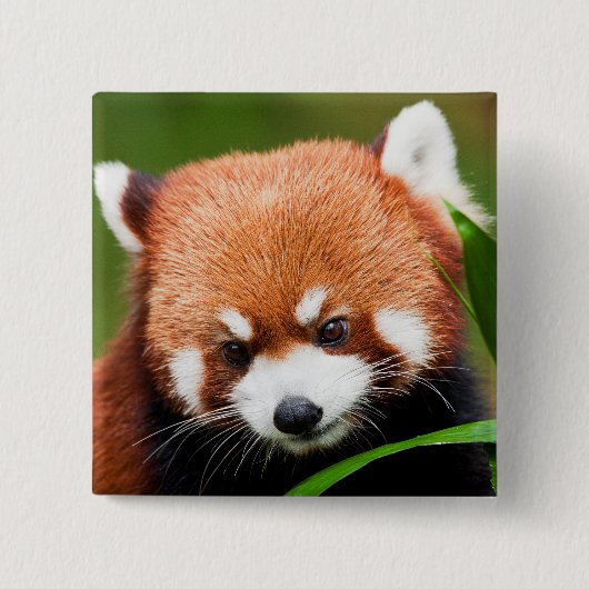 Badge Carré 5 Cm Petit Panda Rouge (Devant)