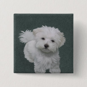 Badge Carré 5 Cm Petit portrait de chien blanc