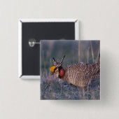 Badge Carré 5 Cm Petit poulet des Prairies, Tympanuchus (Devant & derrière)