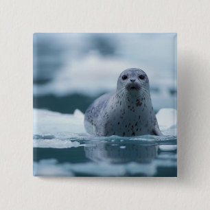 Badge Carré 5 Cm phoque commun du pacifique, Phoca vitulina richard