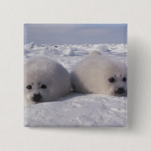 Badge Carré 5 Cm Phoque du Groenland (Phoca groenlandica) Gropes de