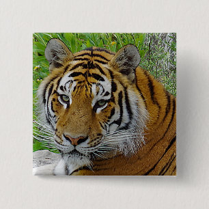 Badge Carré 5 Cm Photo de gros plan du visage d'un tigre de Sibérie