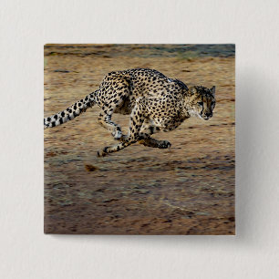 Badge Carré 5 Cm Photo de Wildlife Cheetah Running