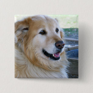 Badge Carré 5 Cm Photo Golden Retriever