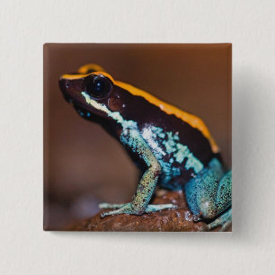 Badge Carré 5 Cm Phyllobates vittatus, une grenouille à flèche empo
