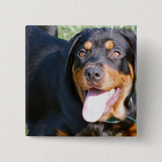 Badge Carré 5 Cm Pin amical de rottweiler (Devant)