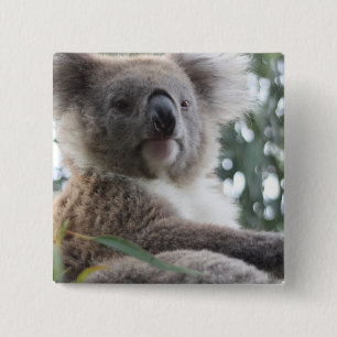 Badge Carré 5 Cm Pin carré de faits d'ours de koala
