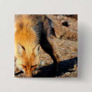 Badge Carré 5 Cm Pin de carré d'habitat de Fox rouge