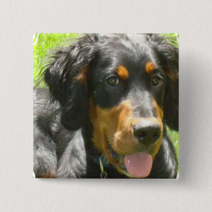 Badge Carré 5 Cm Pin de chien de poseur de Gordon