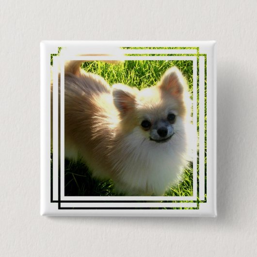 Badge Carré 5 Cm Pin de chiots de Pomeranian (Devant)
