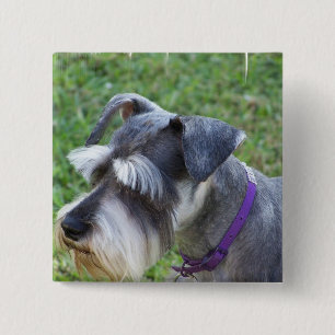 Badge Carré 5 Cm Pin de Schnauzer