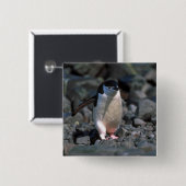 Badge Carré 5 Cm Pingouin de jugulaire (Devant & derrière)