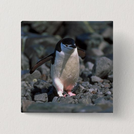 Badge Carré 5 Cm Pingouin de jugulaire (Devant)