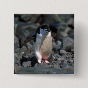 Badge Carré 5 Cm Pingouin de jugulaire