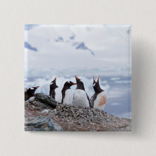 Badge Carré 5 Cm Pingouins en Antarctique