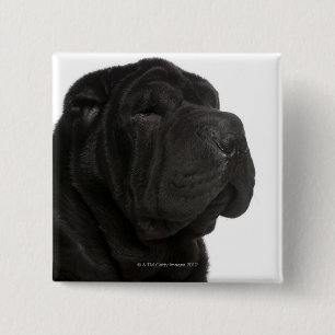 Badge Carré 5 Cm Plan rapproché (de 1 an) de Shar Pei