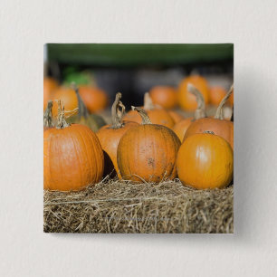 Badge Carré 5 Cm Plan rapproché des citrouilles