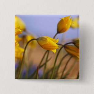 Badge Carré 5 Cm Plan rapproché des jonquilles