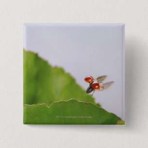 Badge Carré 5 Cm Plan rapproché d'une coccinelle volant au-dessus