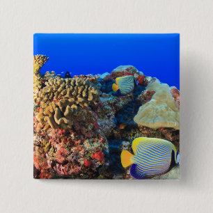 Badge Carré 5 Cm Poisson-ange royal Pygoplites diacanthus),