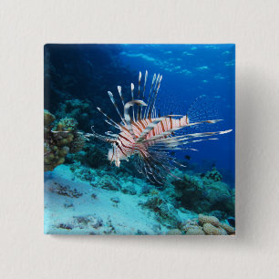 Badge Carré 5 Cm Poisson lion ou Pterois Miles, Poisson de récif oc