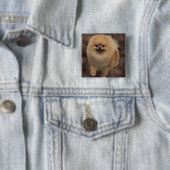 Badge Carré 5 Cm Pomeranian (En situation)