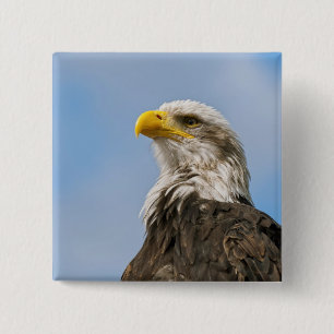 Badge Carré 5 Cm Portrait d'aigle à tête blanche Art animalier