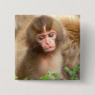 Badge Carré 5 Cm Portrait de bébé singe des neiges