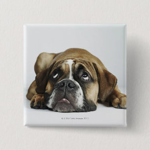 Badge Carré 5 Cm Portrait de Dorset Old Tyme Bulldog