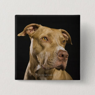 Badge Carré 5 Cm Portrait de pitbull rouge de nez avec le noir