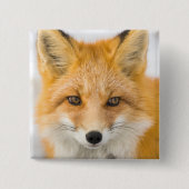 Badge Carré 5 Cm Portrait de renard roux (Devant)