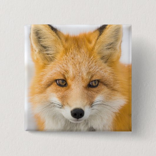 Badge Carré 5 Cm Portrait de renard roux (Devant)