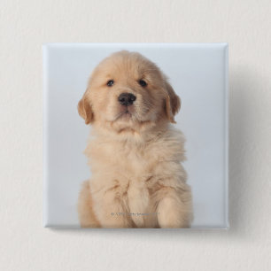 Badge Carré 5 Cm Portrait de vieux chiot de six semaines de golden