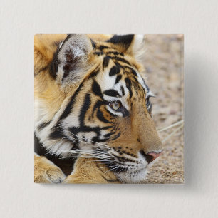 Badge Carré 5 Cm Portrait du tigre royal du Bengale, Ranthambhor