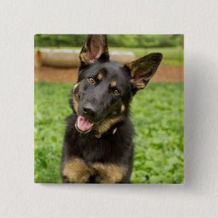 Badge Carré 5 Cm Portrait d'un berger allemand