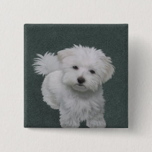 Badge Carré 5 Cm Portrait d'un petit chien blanc