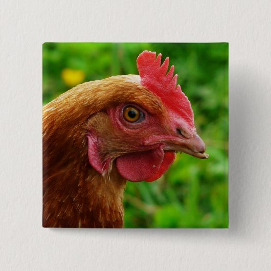 Badge Carré 5 Cm Poule de rouge d'île de Rhode (Devant)