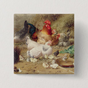 Badge Carré 5 Cm Poules roosting avec leurs poulets
