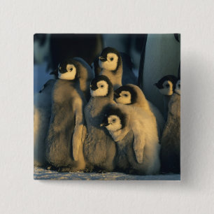 Badge Carré 5 Cm Poussins de Manchot empereur en crèche, Aptenodyte