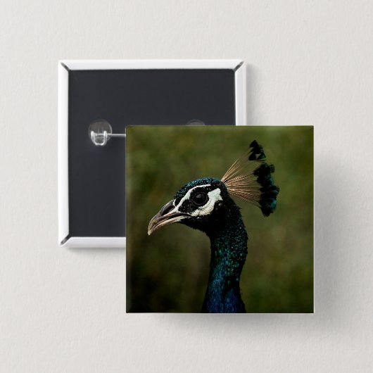 Badge Carré 5 Cm Profil de Peacock (Devant & derrière)