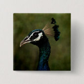 Badge Carré 5 Cm Profil de Peacock (Devant)