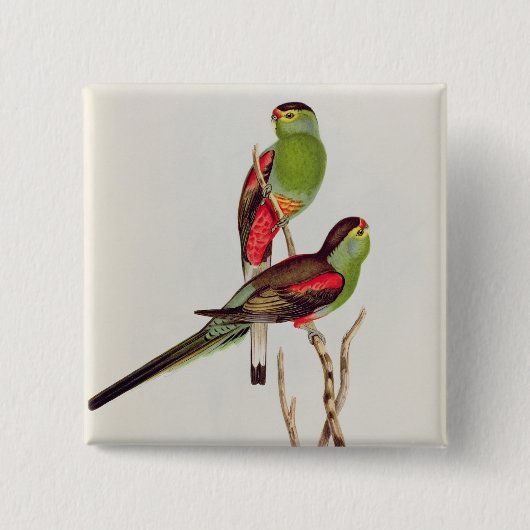 Badge Carré 5 Cm Psephotus Pulcherrimus (Devant)