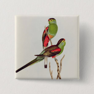 Badge Carré 5 Cm Psephotus Pulcherrimus