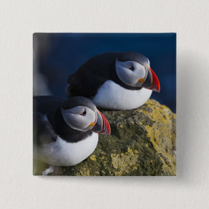 Badge Carré 5 Cm Puffin atlantique (Fratercula arctica) 7