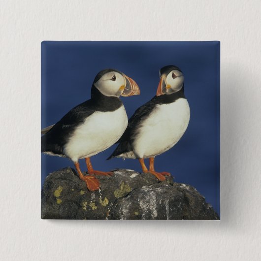 Badge Carré 5 Cm Puffin de l'Atlantique (Devant)