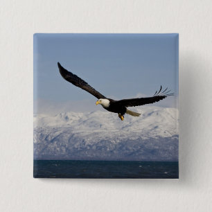 Badge Carré 5 Cm Pygargue à tête blanche en vol, Haliaeetus leucoce